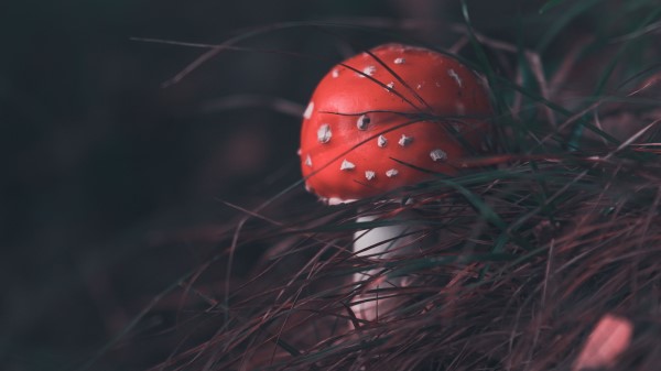 Mushroom Fly Agaric Grass Wallpaper