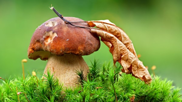 Mushroom Grass Leaf Wallpaper