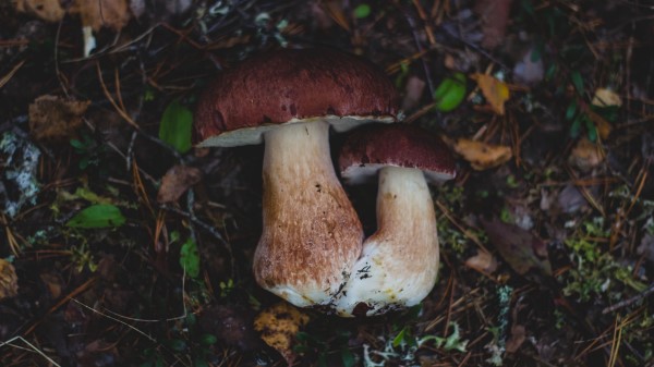 Mushrooms Autumn Foliage Wallpaper