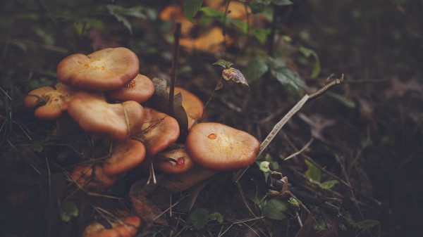 Mushrooms Leaves Grass Wallpaper