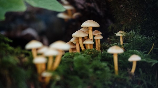 Mushrooms Moss Macro Wallpaper