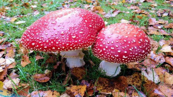 Mushrooms Toadstools Poisonous Wallpaper