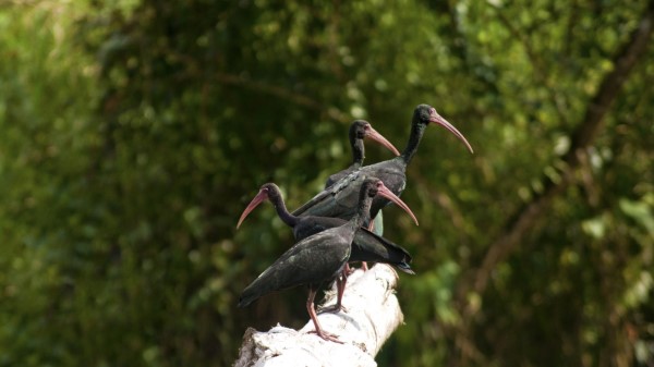 Nature Birds Ibis Wallpaper
