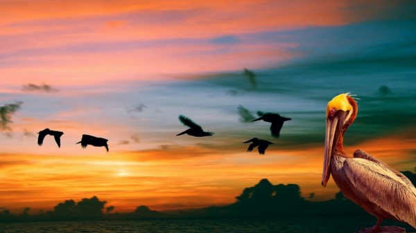 Nature Pelican Birds Sunset Wallpaper