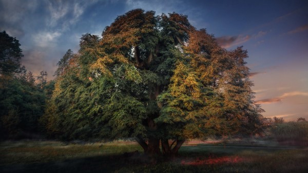 Nature Tree Ultra Hd Wallpaper Wallpaper