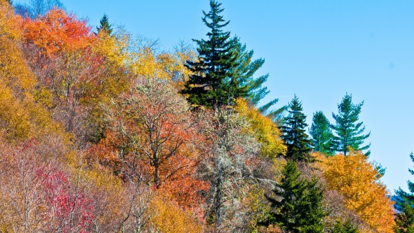 Nature Trees Autumn Wallpaper