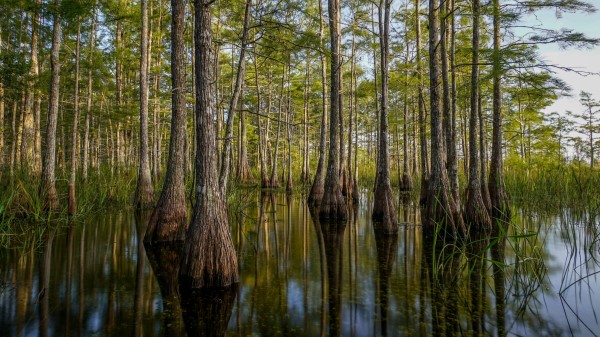 Nature Trees Water Wallpaper