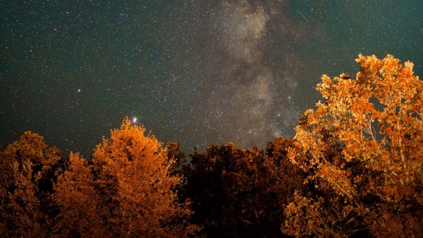 Nebula Trees Night Wallpaper