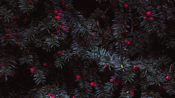Needles Berries Red Wallpaper