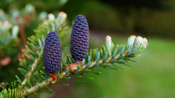 Needles Cones Branch Needles Wallpaper