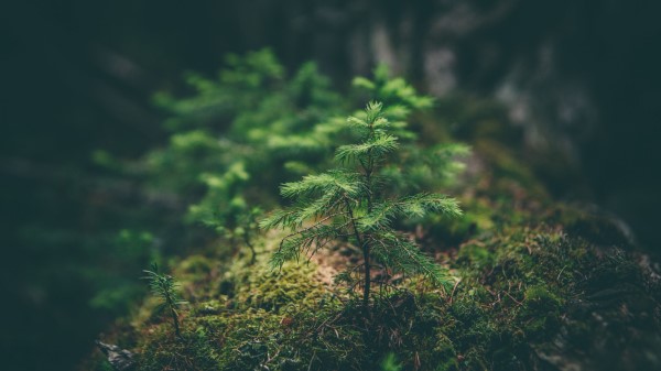 Needles Sapling Grass Wallpaper