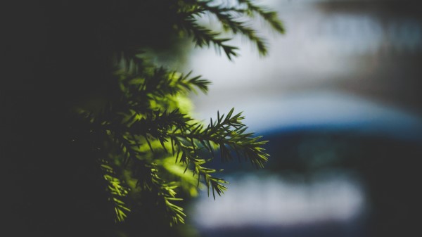 Needles Spruce Branch Blur Wallpaper