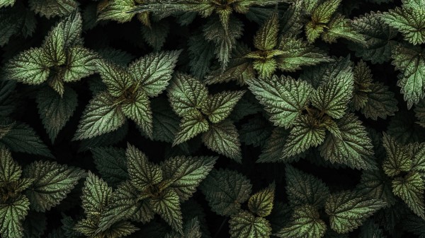 Nettle Leaves Green Wallpaper