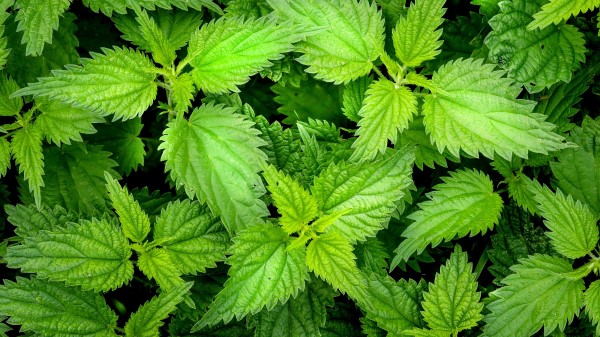 Nettle Leaves Plants Wallpaper