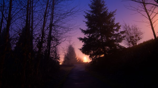 Night Forest Fog Wallpaper