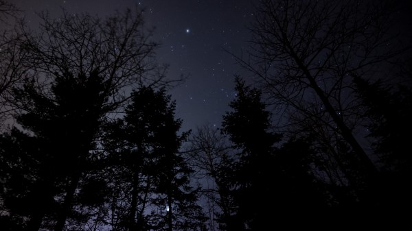 Night Forest Starry Sky Wallpaper