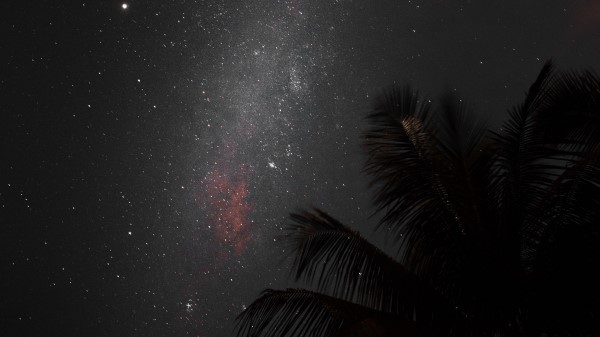 Night Palm Nebula Wallpaper