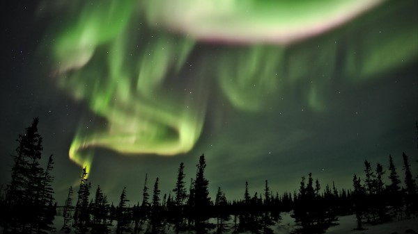 Northern Lights Lights Spruce Wallpaper
