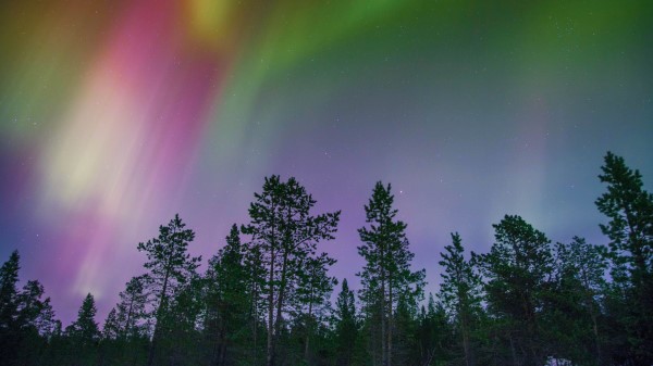 Northern Lights Trees Multicolored Wallpaper