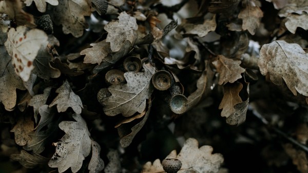 Oak Leaves Branch Wallpaper