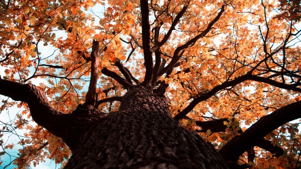 Oak Tree Branches Wallpaper