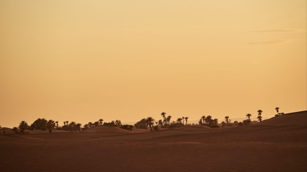 Oasis Desert Palm Wallpaper