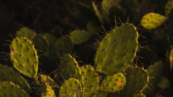 Opuntia Cactus Spines Wallpaper
