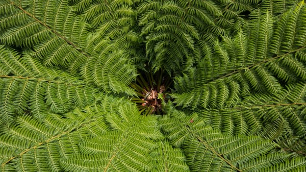 Ostrich Fern Fern Leaves Image Wallpaper