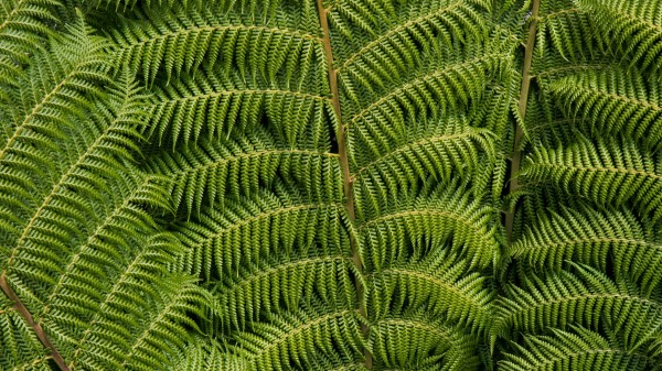 Ostrich Fern Fern Leaves Wallpaper