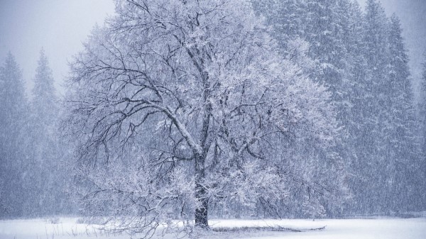 Owfall Winter Hoarfrost Wallpaper