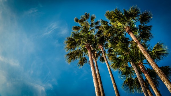 Palm Bottom View Beach Wallpaper