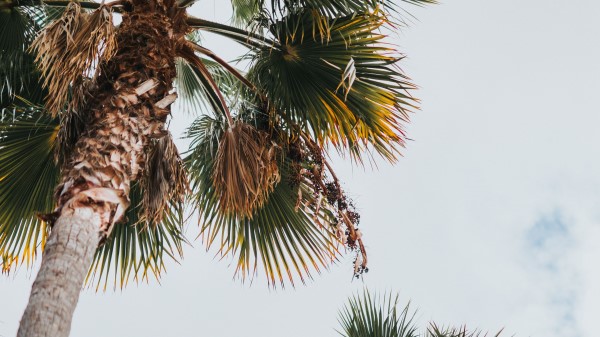 Palm Bottom View Leaves Wallpaper