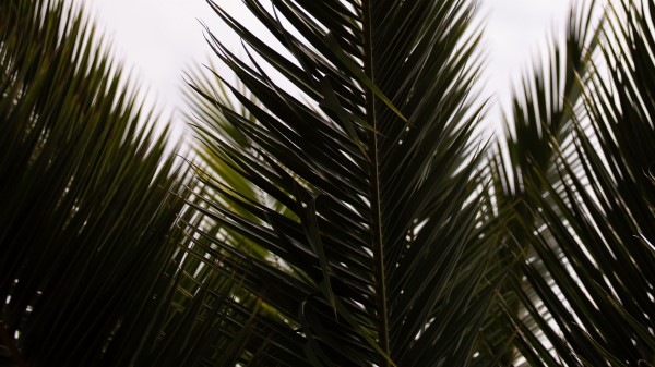 Palm Branch Leaves Image Wallpaper