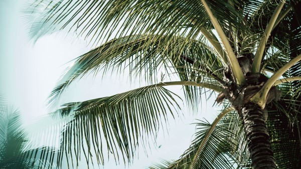 Palm Branches Leaves Image Wallpaper
