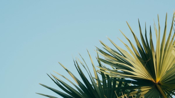 Palm Branches Leaves Wallpaper