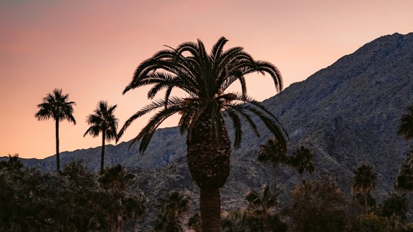 Palm Building Cacti Wallpaper