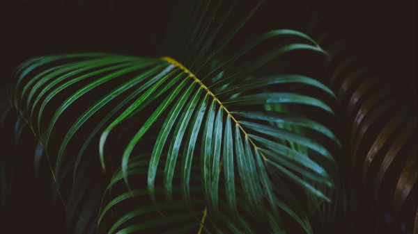 Palm Frond Frond Branch Wallpaper