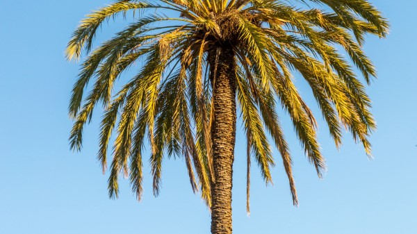 Palm Leaves Branches E Wallpaper
