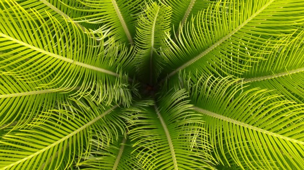 Palm Leaves Branches G Wallpaper
