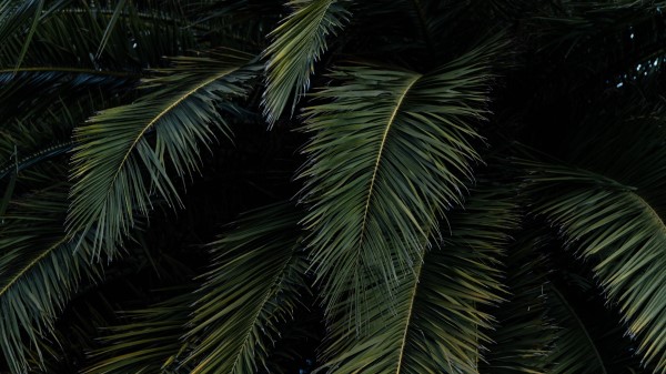 Palm Leaves Branches H Wallpaper