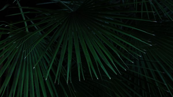 Palm Leaves Branches Image Wallpaper