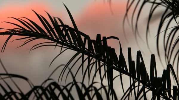 Palm Leaves Branches Wallpaper