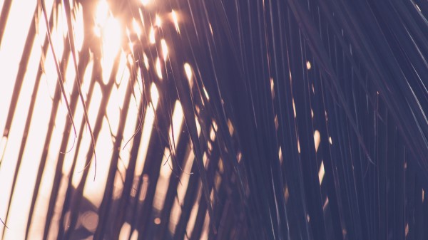 Palm Leaves Sunlight Wallpaper