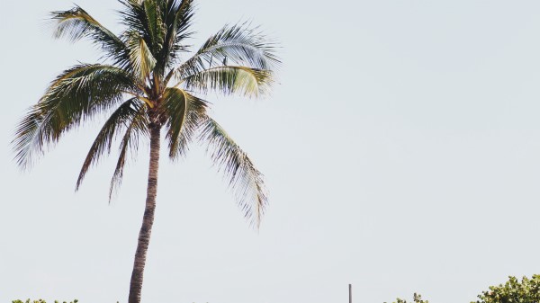 Palm Sand Beach Wallpaper