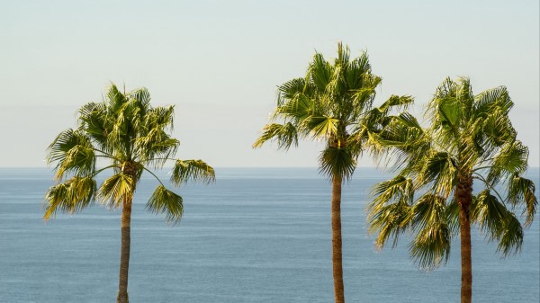 Palm Sea Horizon Wallpaper