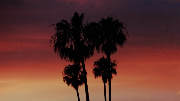 Palm Silhouette Sunset Wallpaper