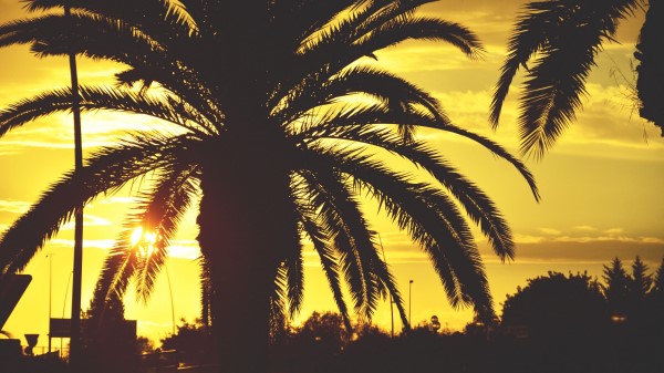 Palm Sunset Sky Image Wallpaper