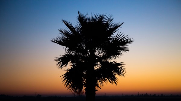 Palm Sunset Tropics Wallpaper