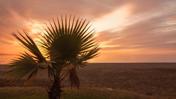 Palm Tree Beach Sunset Branches Wallpaper
