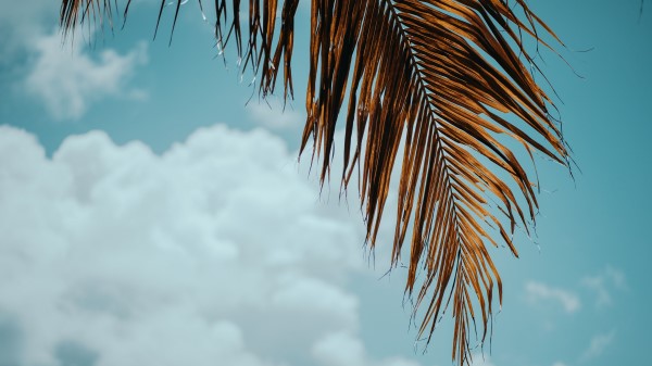 Palm Tree Branch Leaves Image Wallpaper